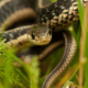 Baby-Garden-snake-in-grass Baby-Garden-snake-in-grass