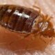 Bed_bug,_Cimex_lectularius Bed_bug,_Cimex_lectularius