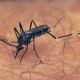 Species-Aedes-mosquitoes-viruses-any-humans-dengue Species-Aedes-mosquitoes-viruses-any-humans-dengue